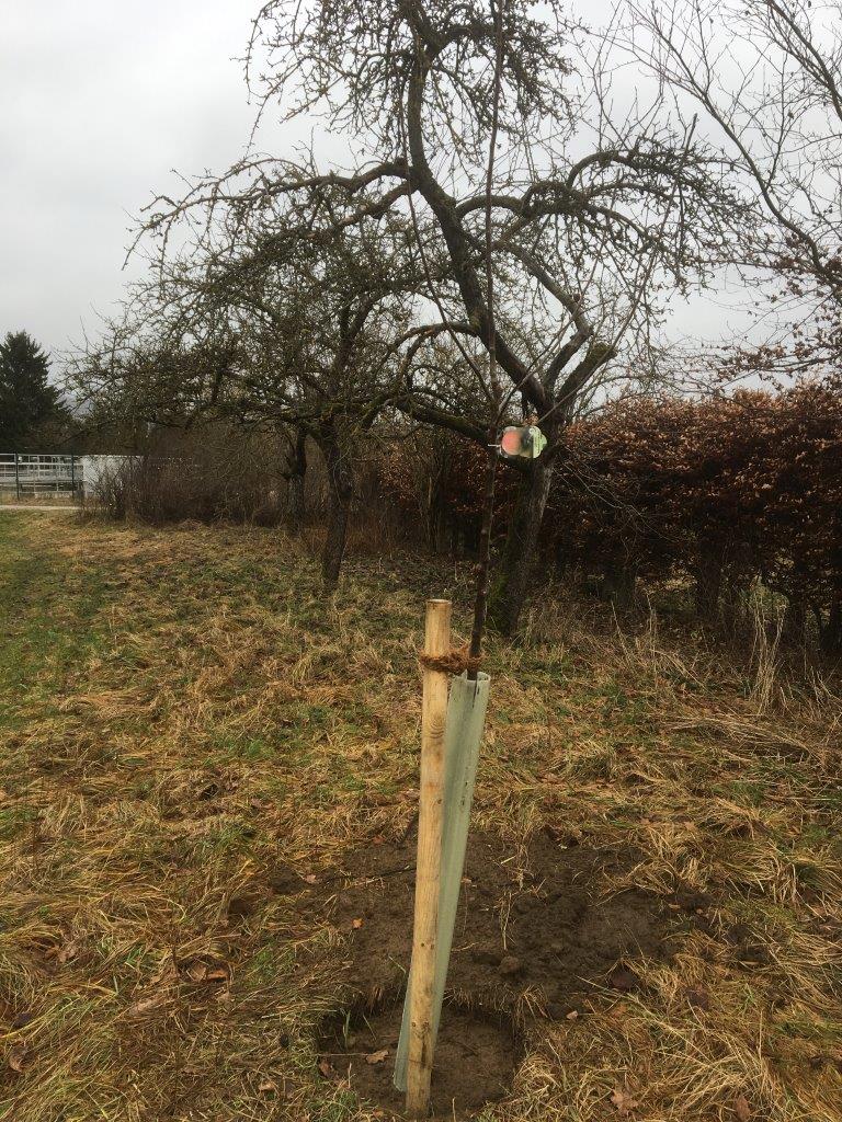 Apfelbaum: Goldrenette von Blenheim
