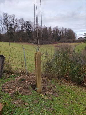 Schöner von Nordhausen